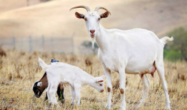 三只羊爆料最新吃瓜,娱乐圈最新吃瓜大揭秘！