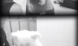 XXOO小视频,网络传播的隐秘角落